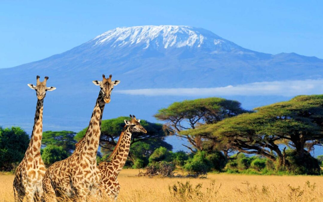 Kilimanjaro FAQ